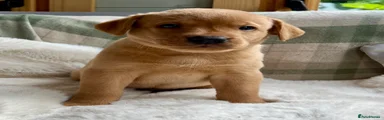 Labrador Retriever 2