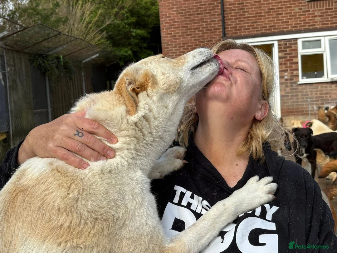 Mixed Breed dogs for adoption: Dallas -Norwich Norfolk  - Advert 2