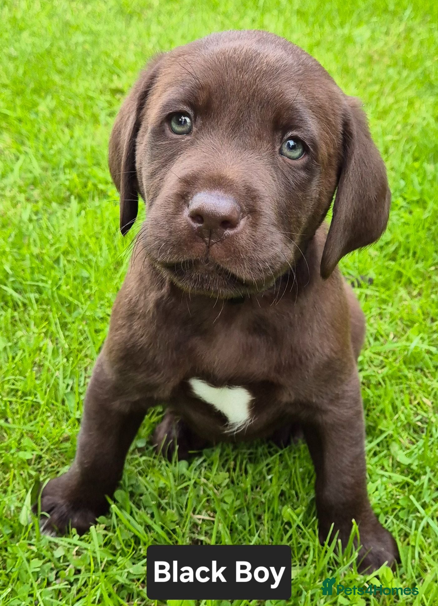 Labrador Retriever dogs Exceptional KC Reg Chocolate Labrador Puppies  - Advert 1