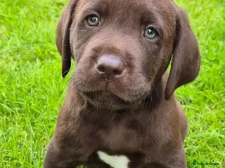 Labrador Retriever dogs Exceptional KC Reg Chocolate Labrador Puppies - Advert 14