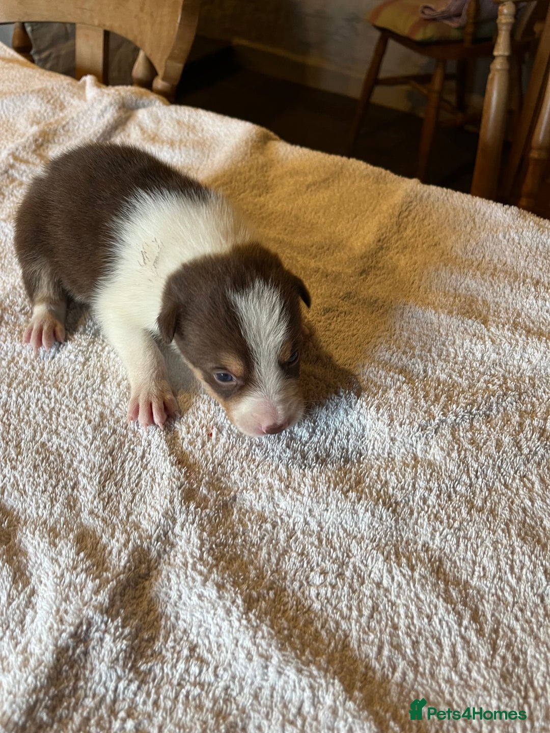 Border Collie dogs for sale: Border collie puppies for sale.  - Advert 10