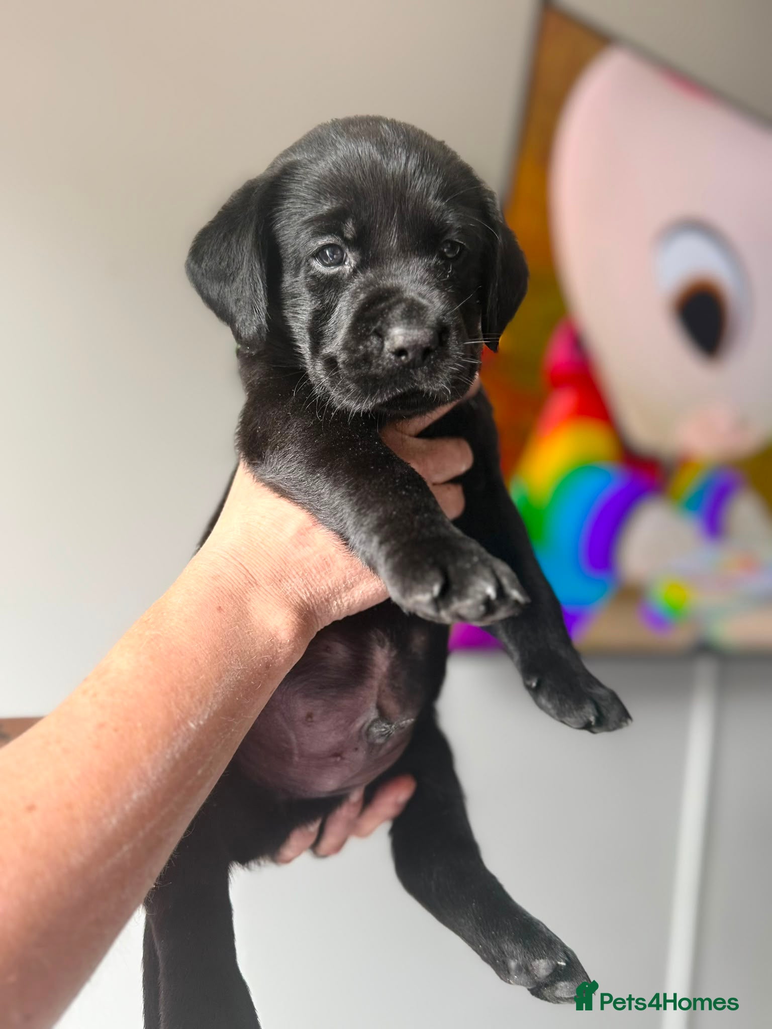 Labrador Retriever dogs Black Labrador puppies for sale  - Advert 16