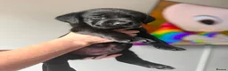 Labrador Retriever dogs for sale: Black Labrador puppies for sale  in St. Neots - Advert 6