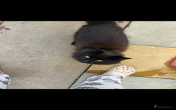 Mixed Breed cats for sale: Free Gus looking for a new home  - Image 3