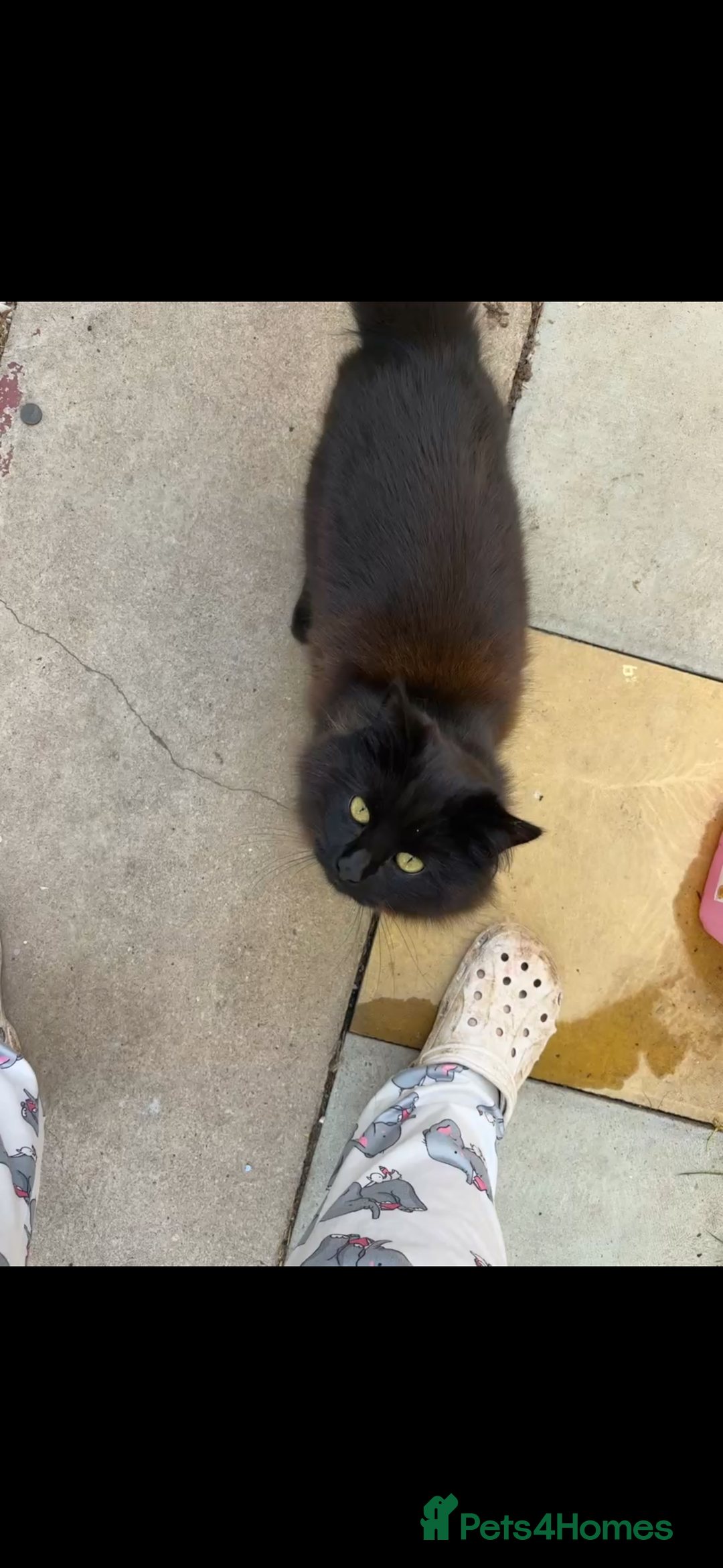 Mixed Breed cats for sale: Free Gus looking for a new home  - Image 3