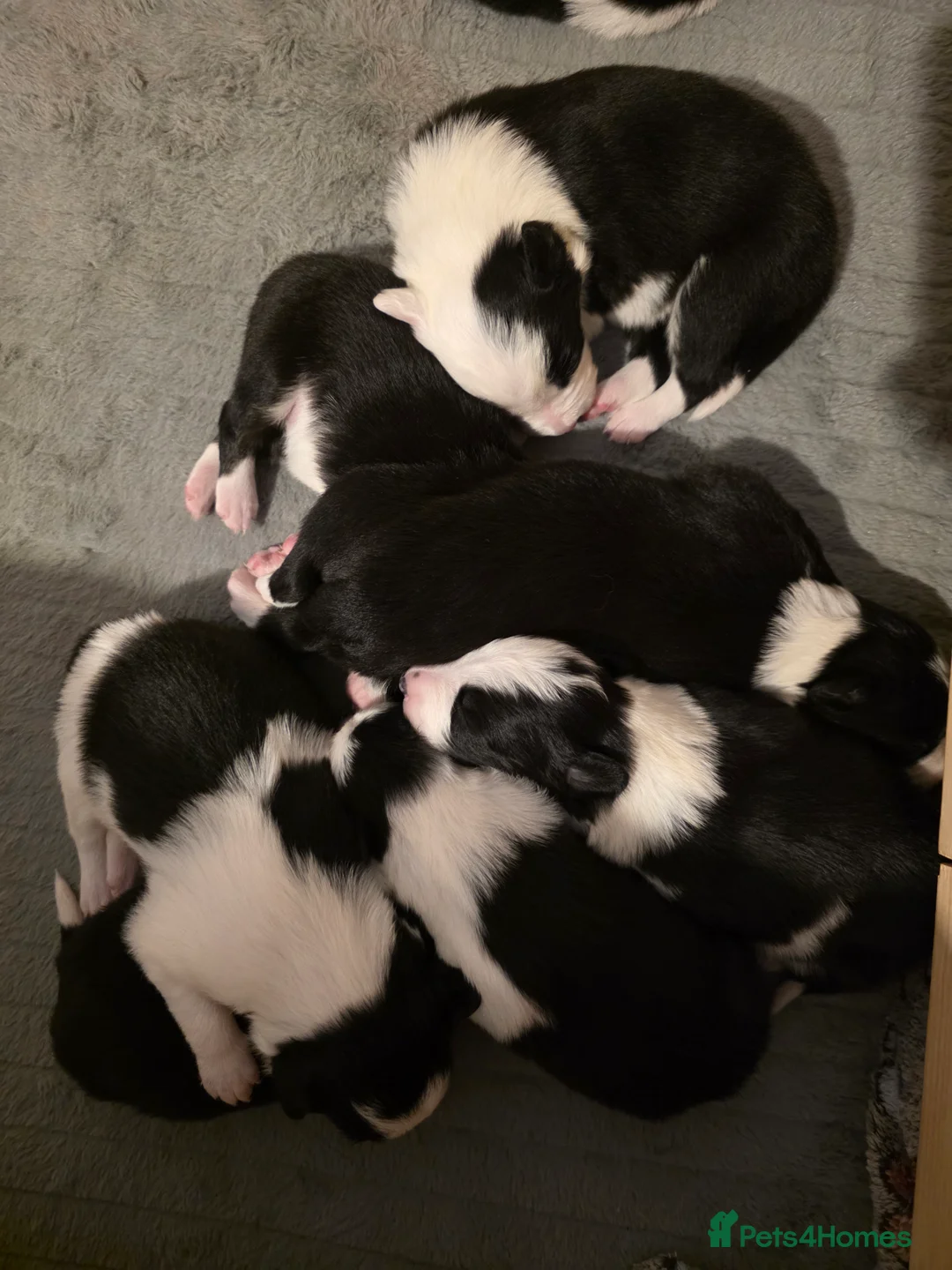 Border Collie dogs for sale: Border collie pups  - Advert 28