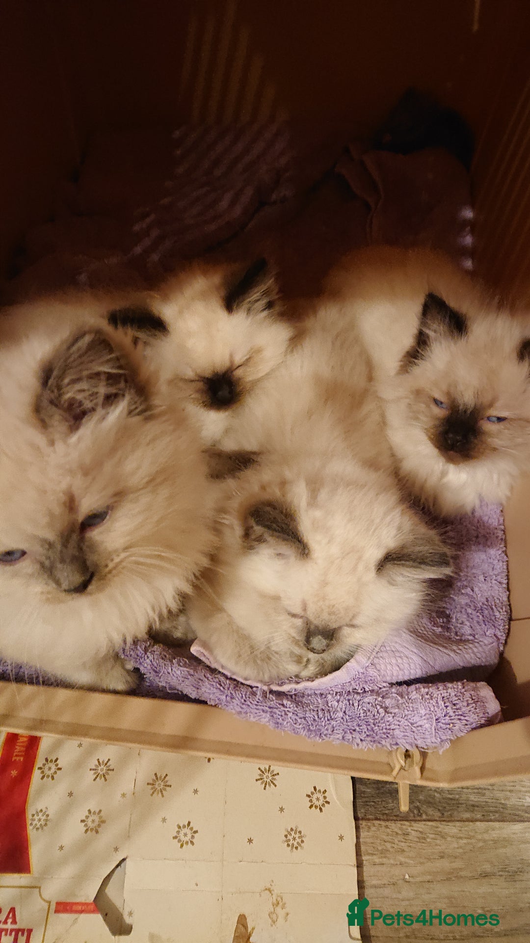 Ragdoll cats for sale: 4 BOYS 100% RAGDOLLS CATS, 550Ł 😽 😻 😸  - Advert 1