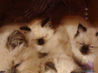 Ragdoll cats 4 BOYS 100% RAGDOLLS CATS, 550Ł 😽 😻 😸 - Advert 1