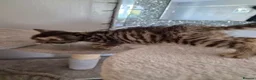 British Shorthair cats for sale: British Shorthair x Domestic Shorthair - Advert 24