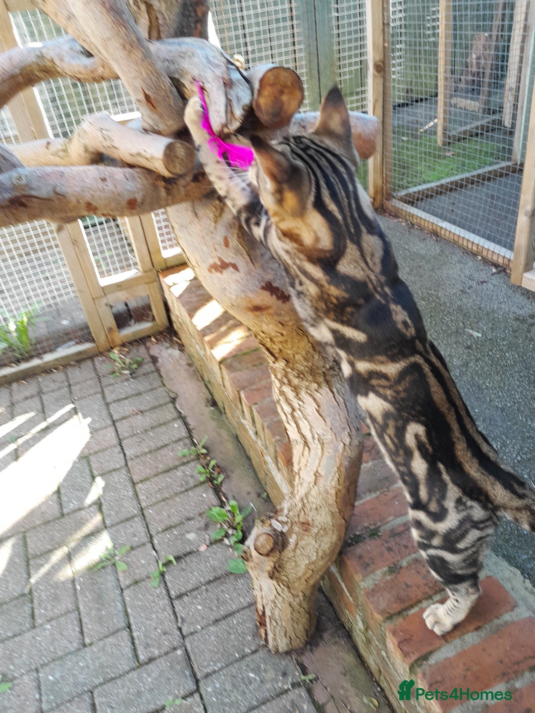 Savannah cats for sale: SOLD Pedigree TICA Reg F5 Savannah Boy Kitten - Image 25