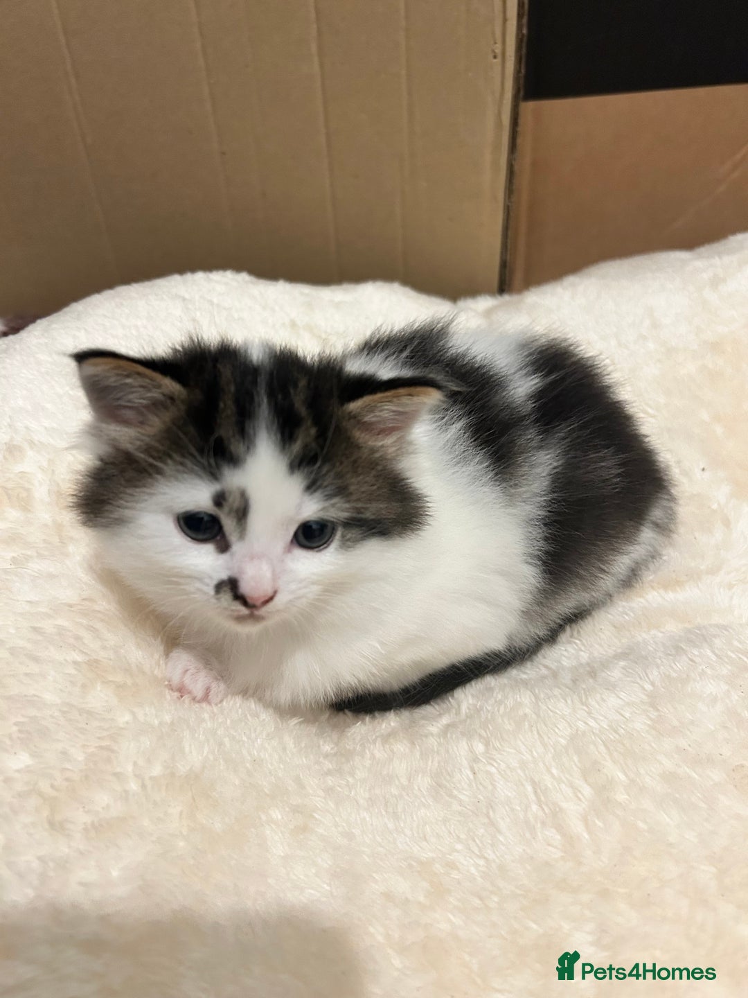 Mixed Breed cats for sale: 2 mixbreed boy kittens available  - Advert 3