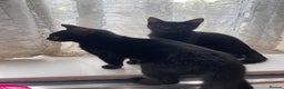 British Shorthair cats for sale: 2 black male kittens  - Advert 7