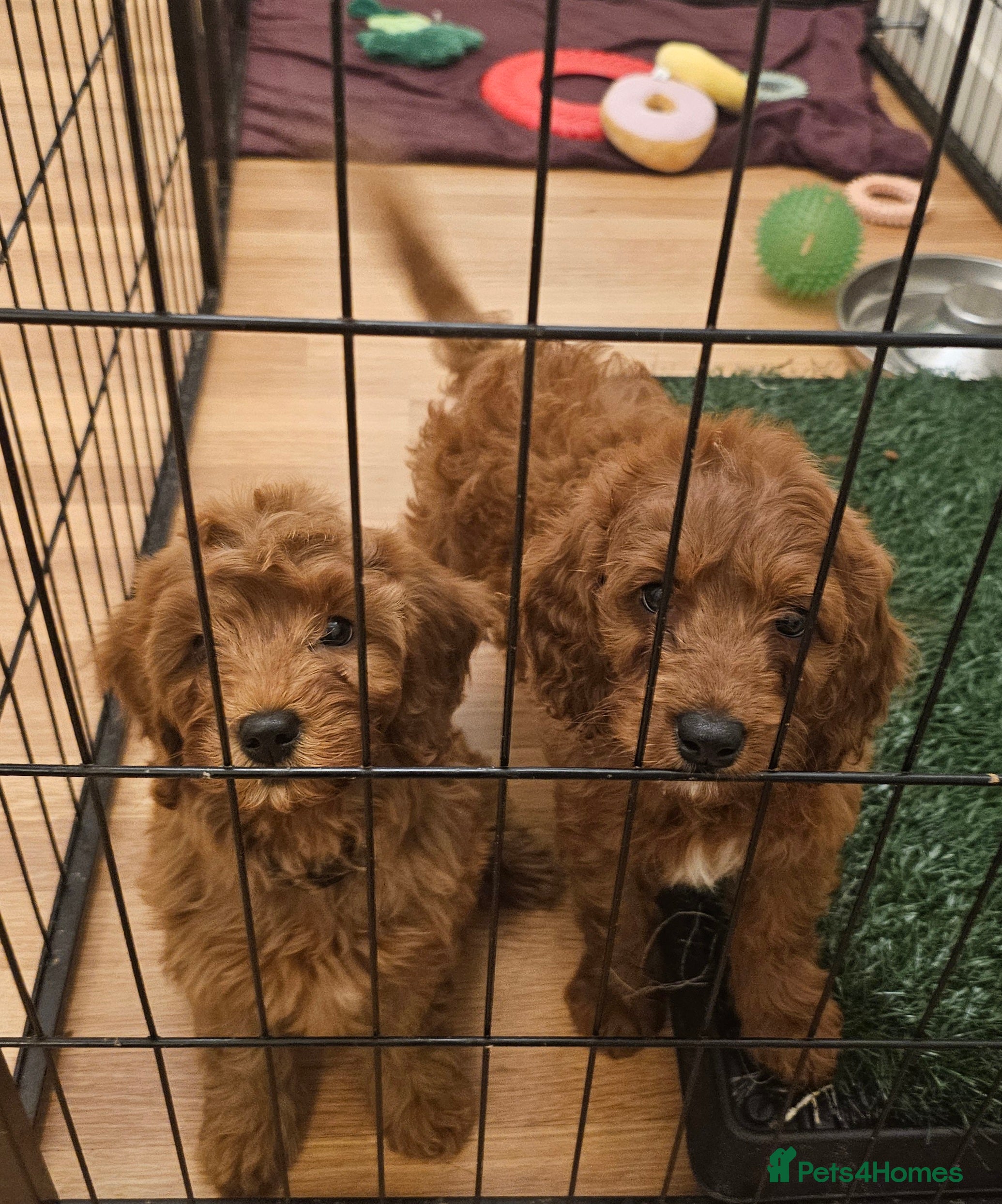 Cavapoo dogs Beautiful F2 Cavapoo Puppies - Advert 16