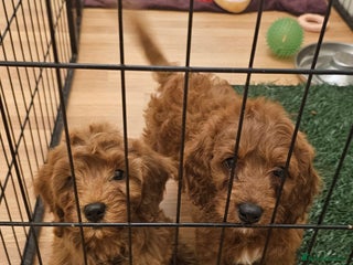 Cavapoo dogs Beautiful F2 Cavapoo Puppies - Advert 5