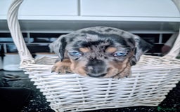 Dachshund dogs for sale: Standard dachshund's  - Image 10