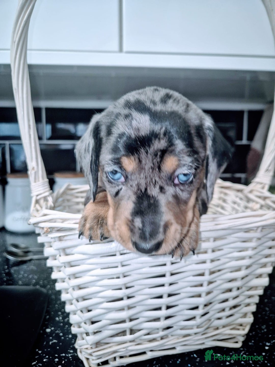 Dachshund dogs for sale: Standard dachshund's  - Image 10