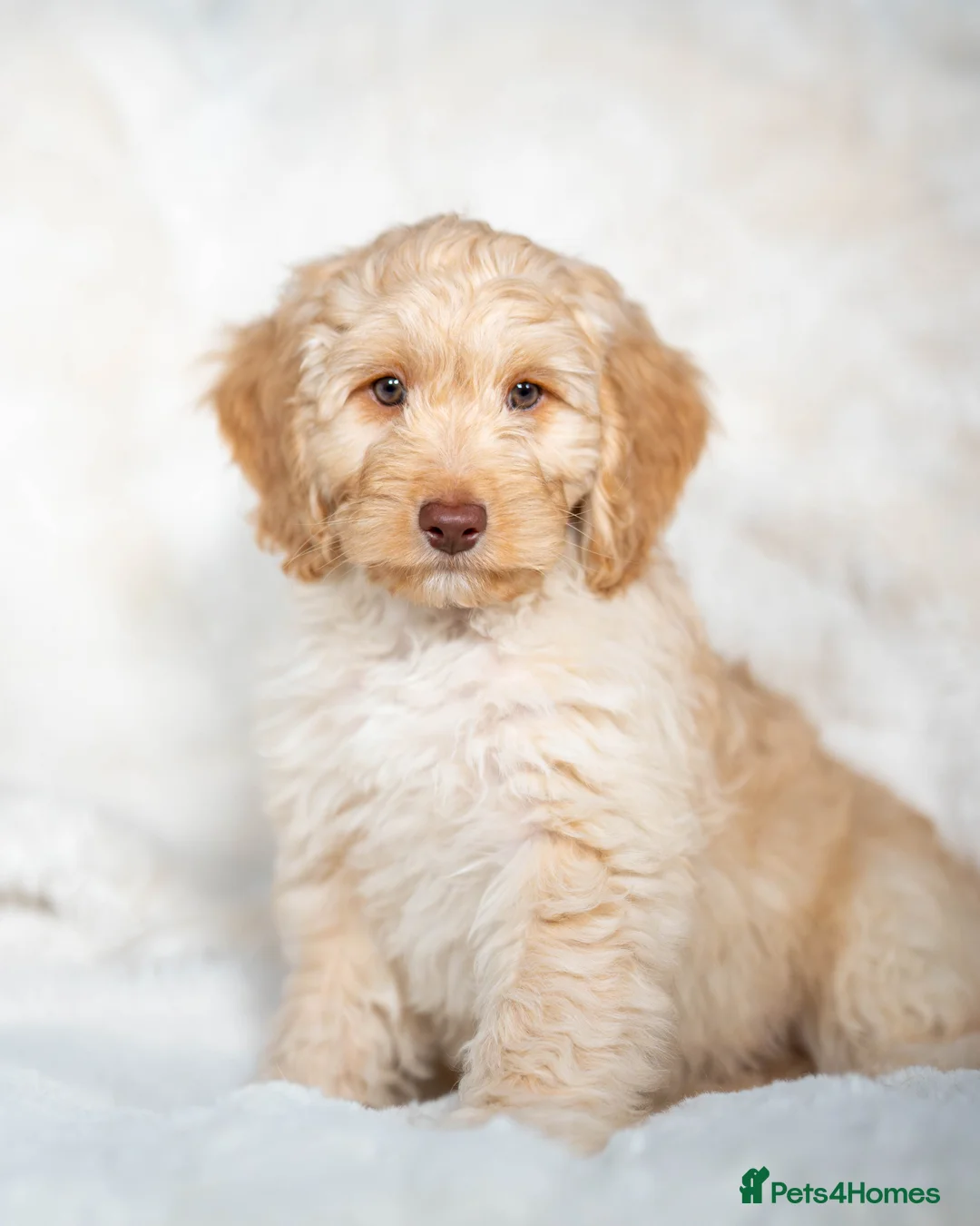 Cockapoo dogs for sale: 6 Stunning Cockapoo Puppies - Advert 9