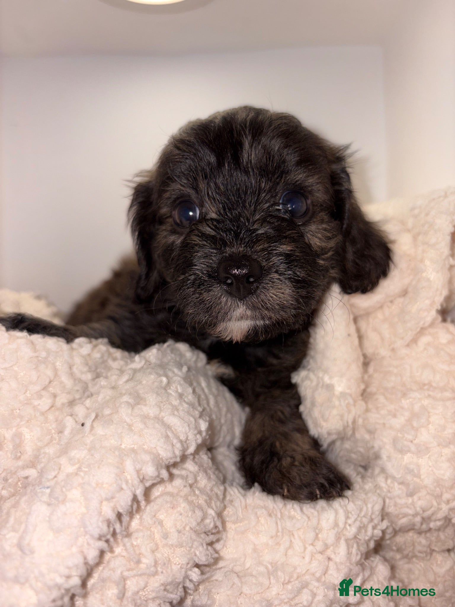 Cavapoochon dogs Cavapoochon puppies for sale - Advert 2