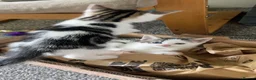 American Shorthair cats for sale: 6 Week Old Kittens! - Advert 4