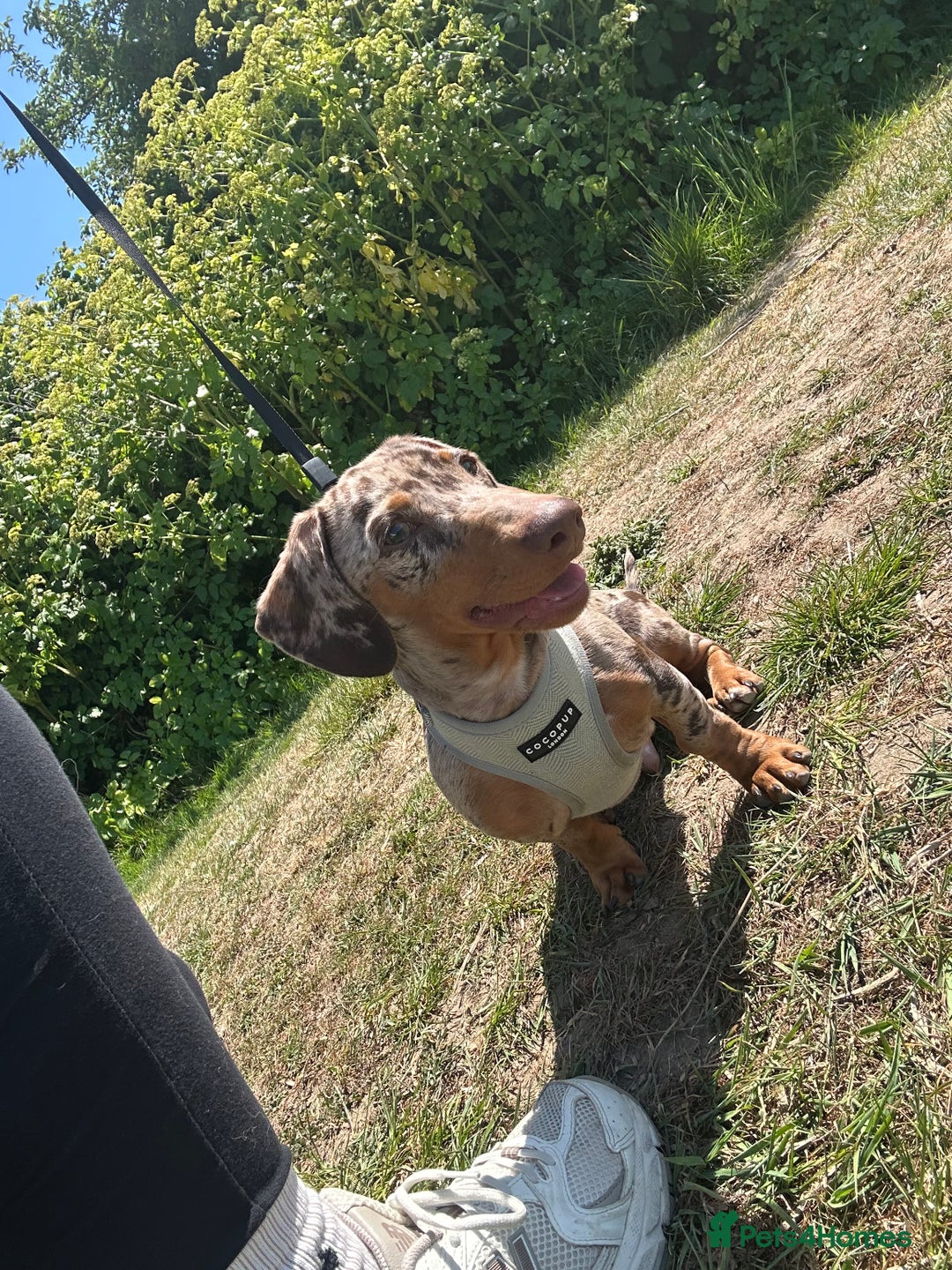Miniature Dachshund dogs for sale: Miniature Chocolate Dapple Dachshund  - Image 4