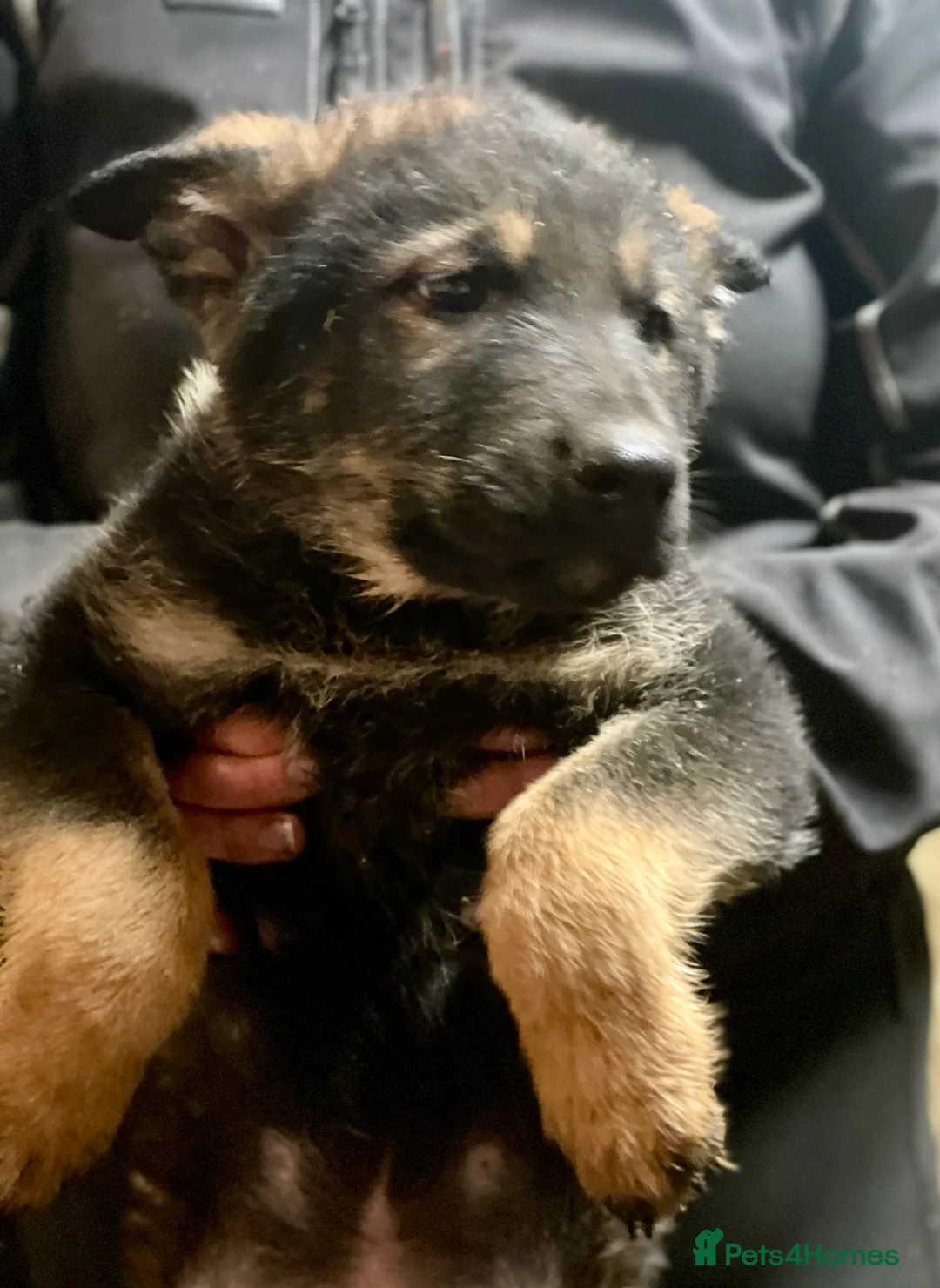 Shepsky dogs for sale: German Shepherd cross Husky Puppies  - Advert 8