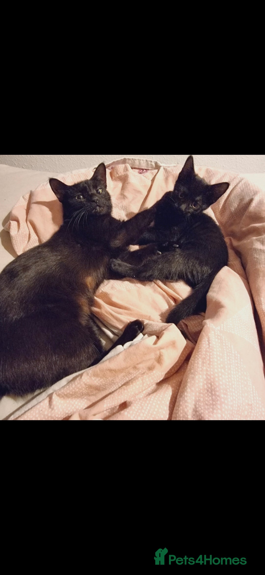 European cats for sale: Looking for a loving home for our cat - Image 2