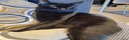 Bombay cats for sale: FREE TO REHOME Male Black Bombay Cat - Advert 1
