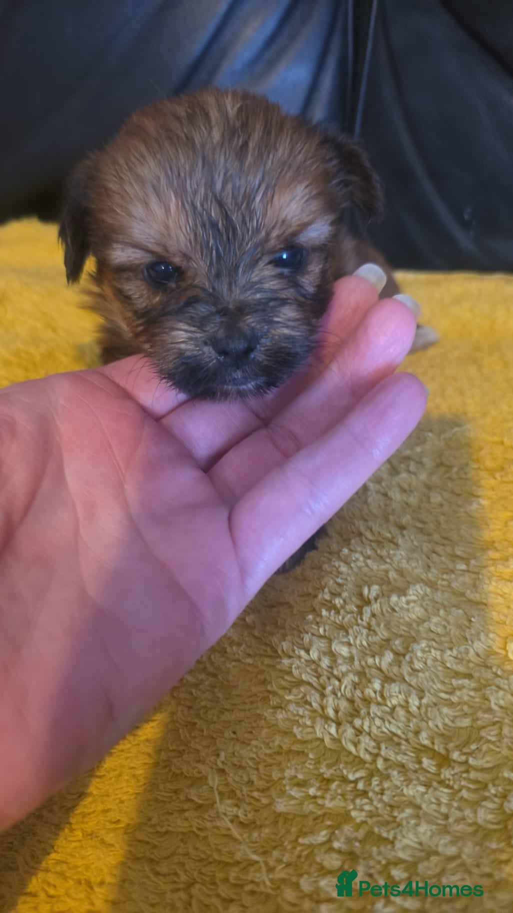 Morkie dogs Girl Morkie  - Advert 5