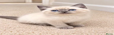 Ragdoll x persian 1