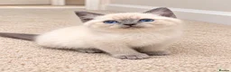Persian cats for sale: Rag doll x Persian kitten  - Advert 2
