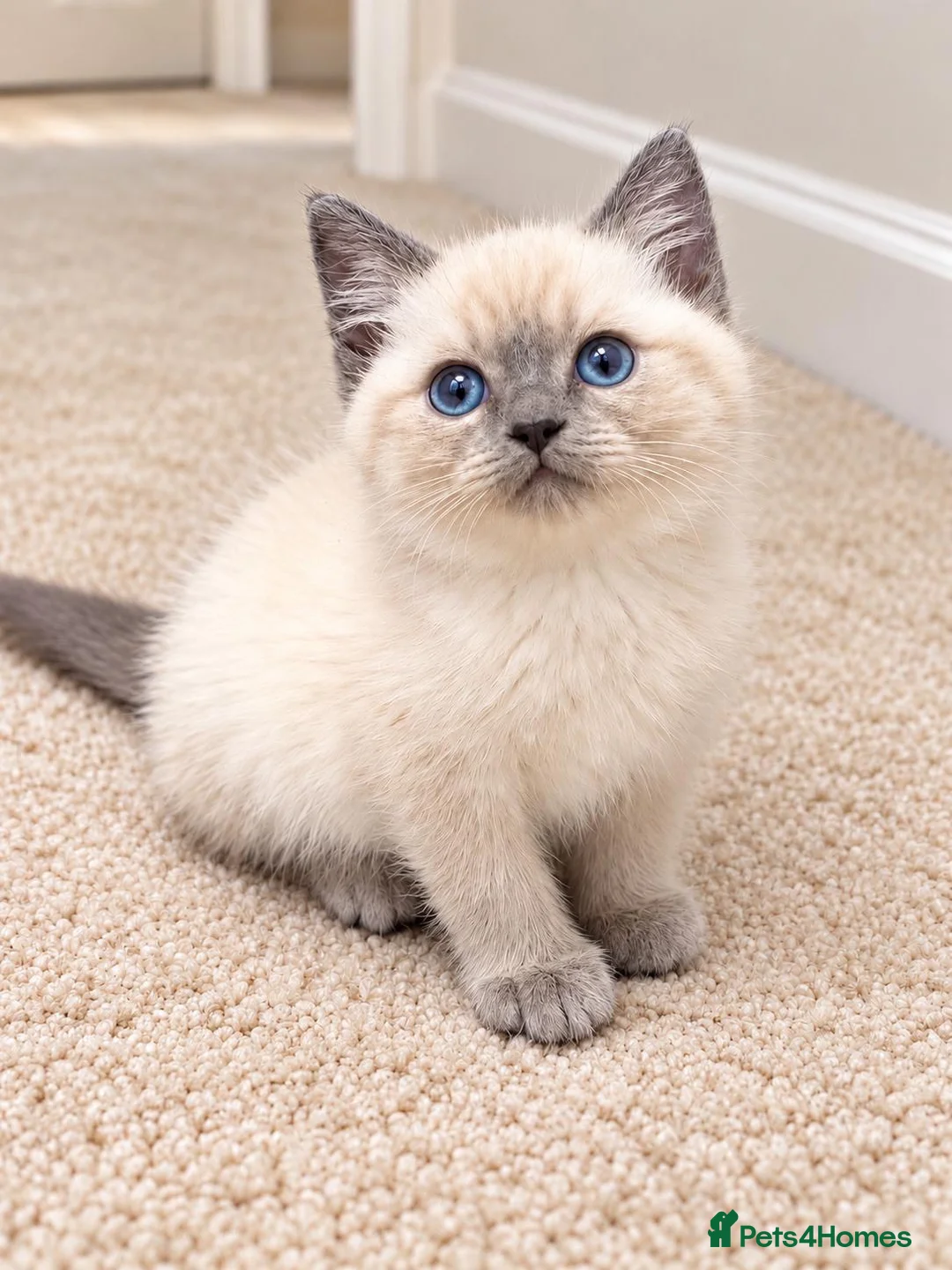 Persian cats for sale: Rag doll x Persian kitten  - Advert 2