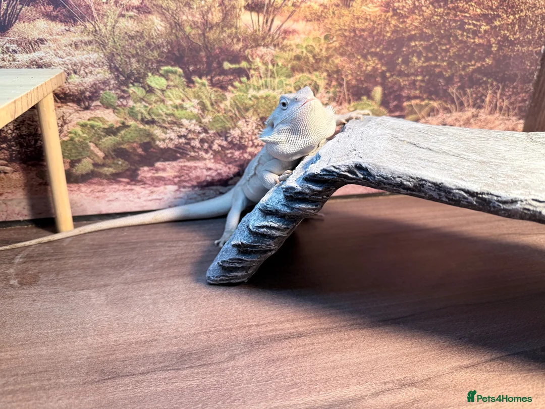 Bearded Dragon reptiles for sale: Zero leatherback bearded dragon and set up in Blaenau Ffestiniog - Advert 18