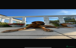 Rhodesian Ridgeback dogs for stud: Stud Rhodesian Ridgeback Stanley.  - Image 21