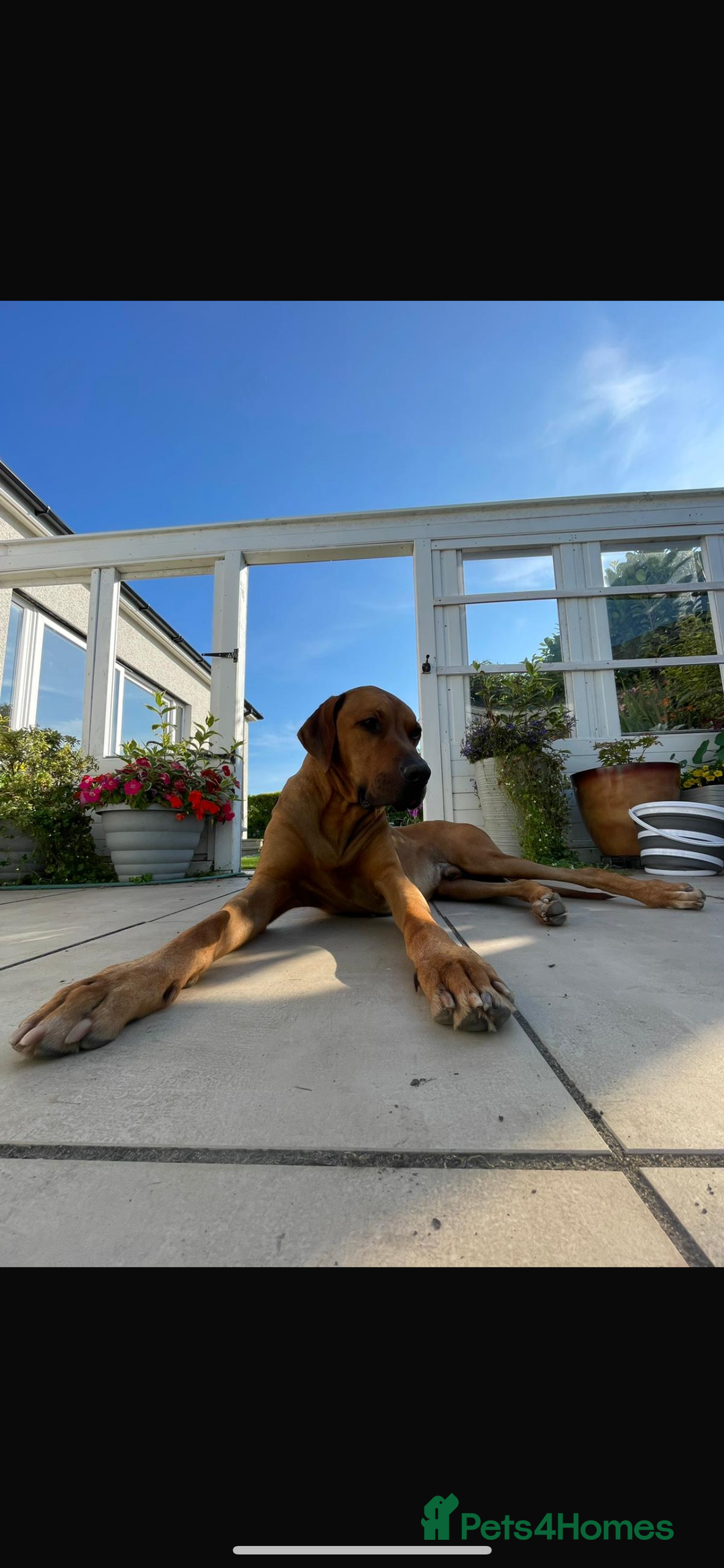 Rhodesian Ridgeback dogs for stud: Stud Rhodesian Ridgeback Stanley.  - Image 21