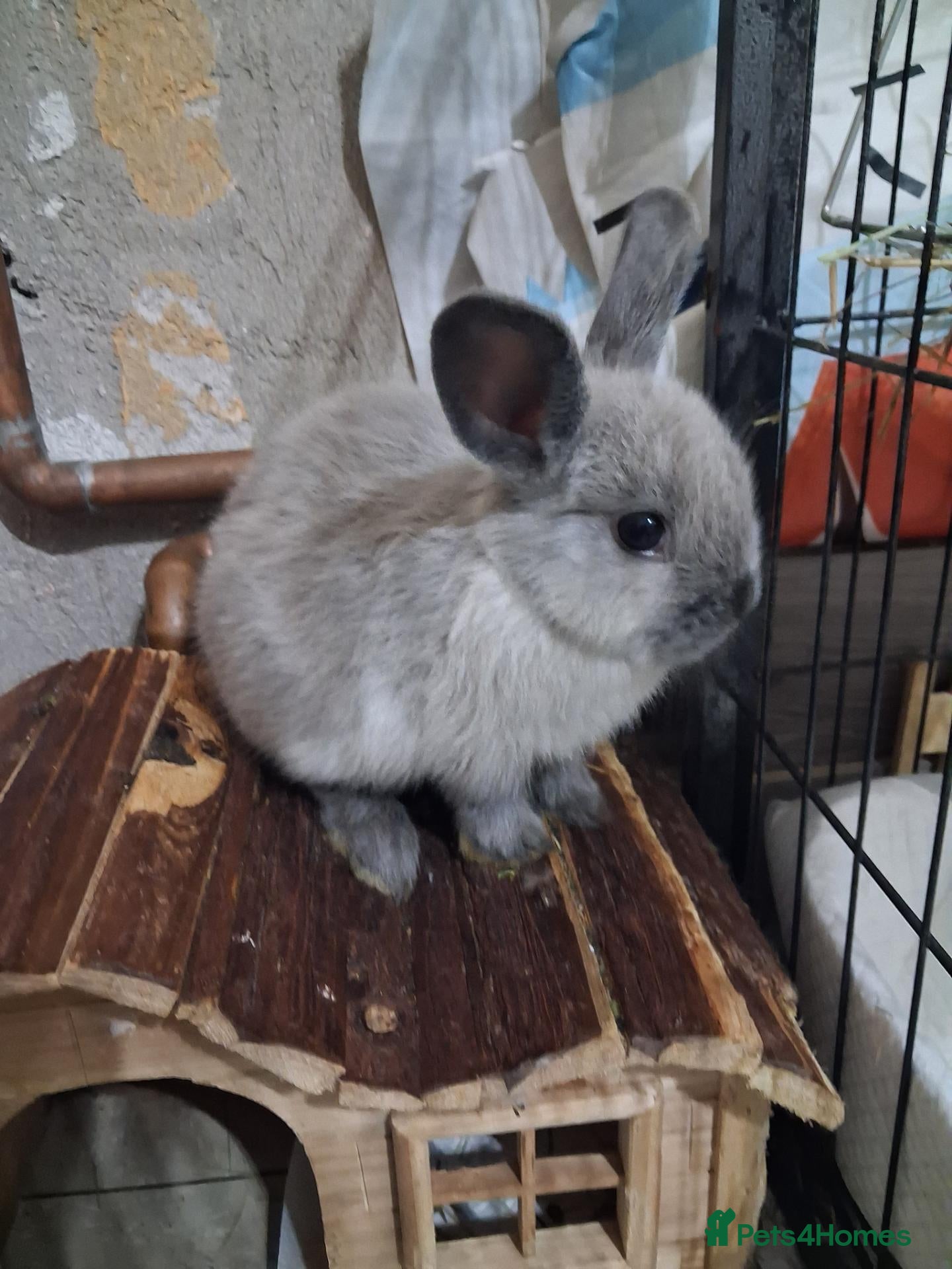 Mixed Breed rabbits 9 week beautiful silver bunny, indoor homes only - Advert 18