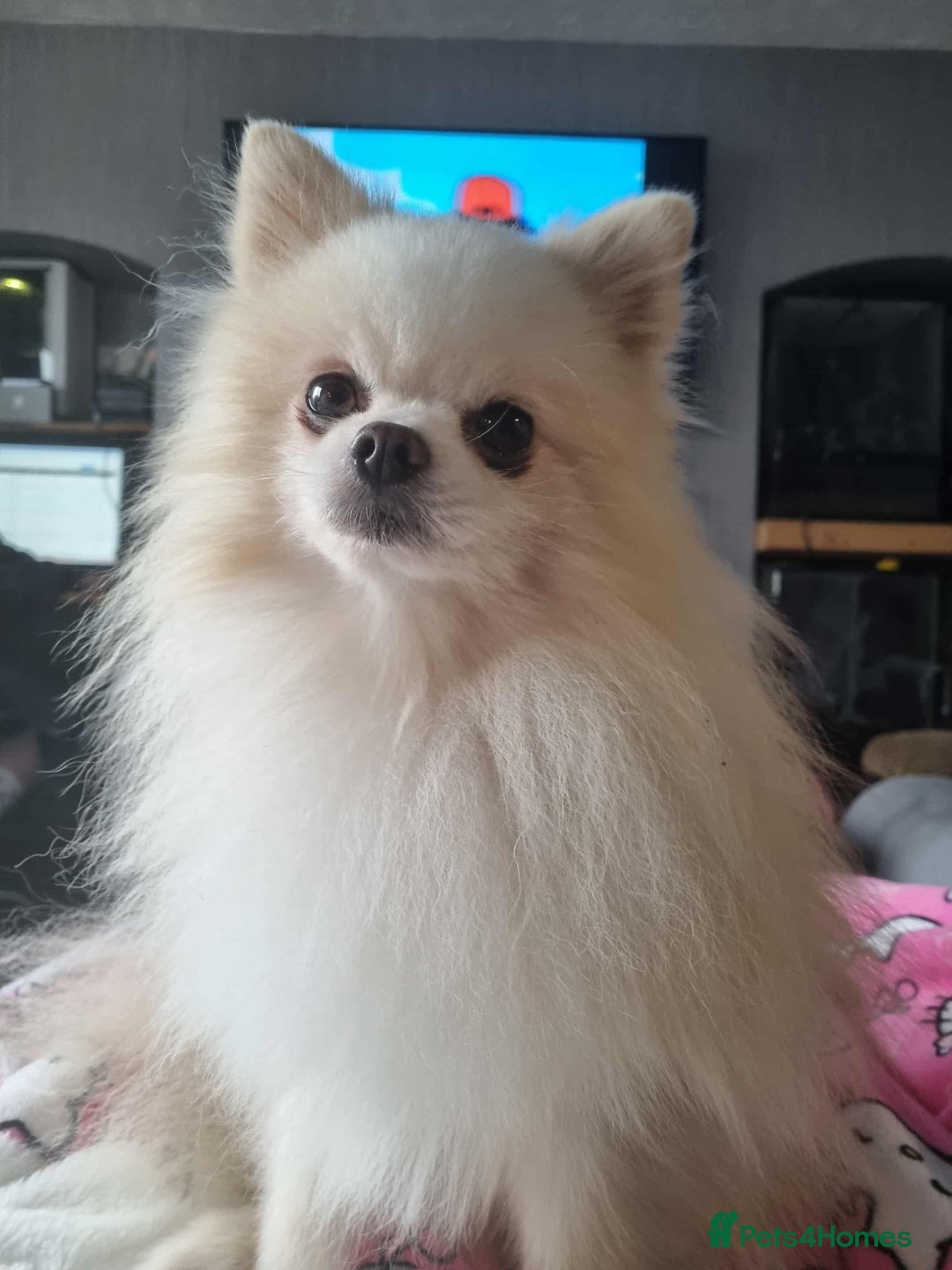 Pomeranian dogs for stud: Pomeranian Boy For Stud - Advert 6