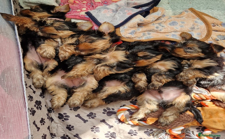 Yorkshire Terrier dogs - Advert 2