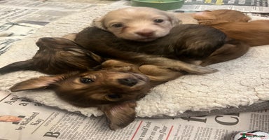 Miniature Dachshund dogs - Advert 14