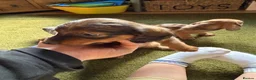 Dachshund dogs for sale: Standard kc Dachshund puppys  in Halifax - Advert 7