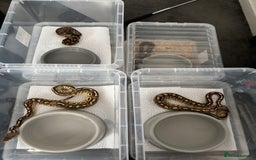 Python Snake reptiles for sale: 11 BALL PYTHONS AND STACK - Image 4