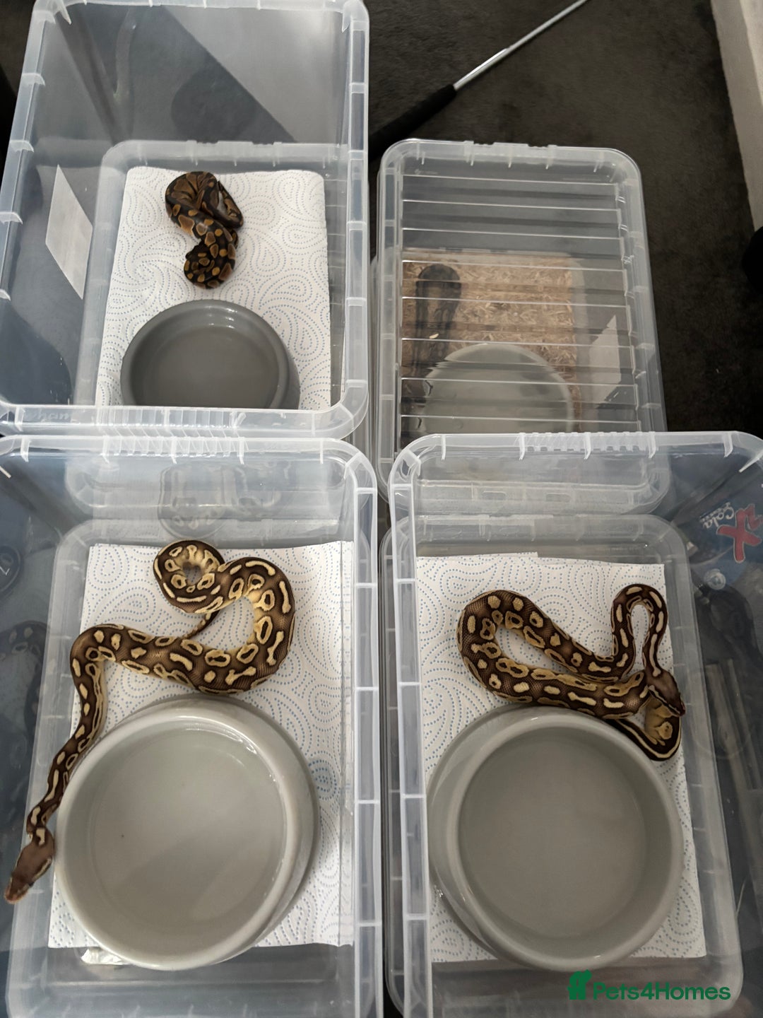 Python Snake reptiles for sale: 11 BALL PYTHONS AND STACK - Image 4