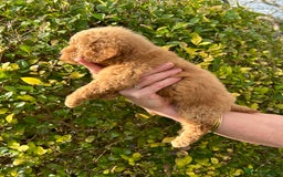 Miniature Poodle dogs for sale: Miniature poodles - Image 6