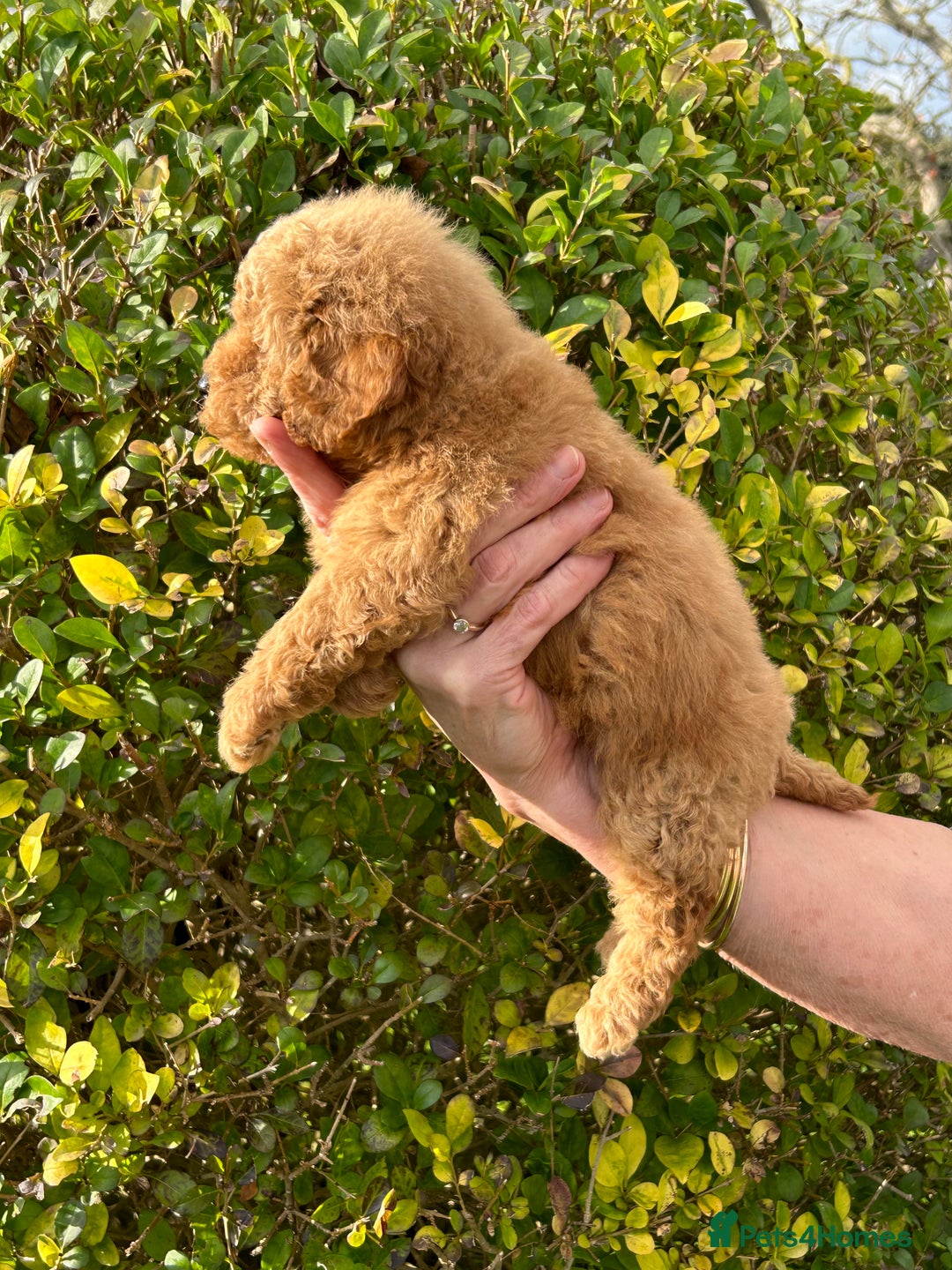 Miniature Poodle dogs for sale: Miniature poodles - Image 6