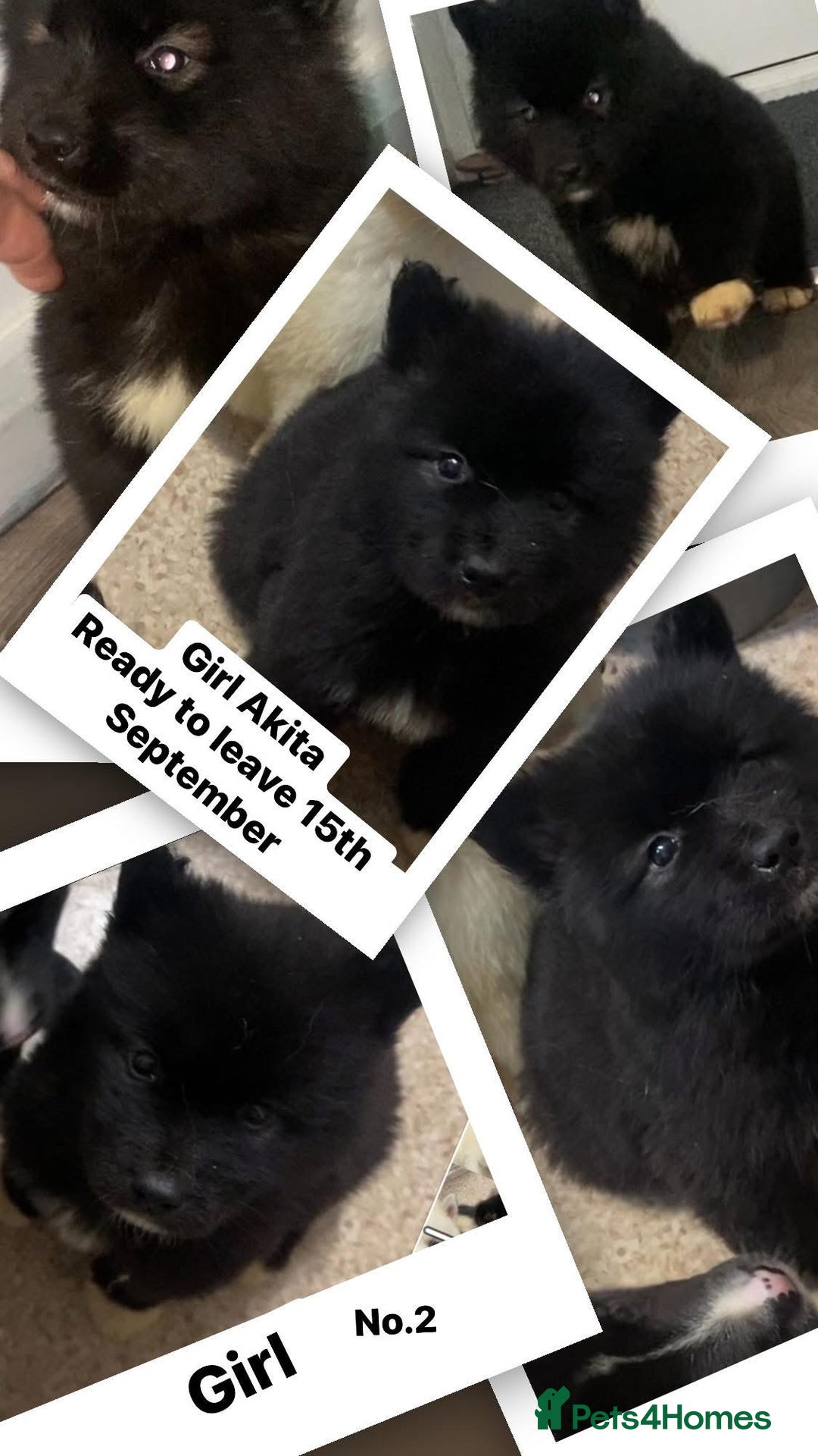 Huskita dogs for sale: Akita puppies  - Image 6