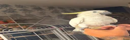 Cockatoo birds for sale: Greater sulphur Crescent cockatoo in Harlow - Advert 1