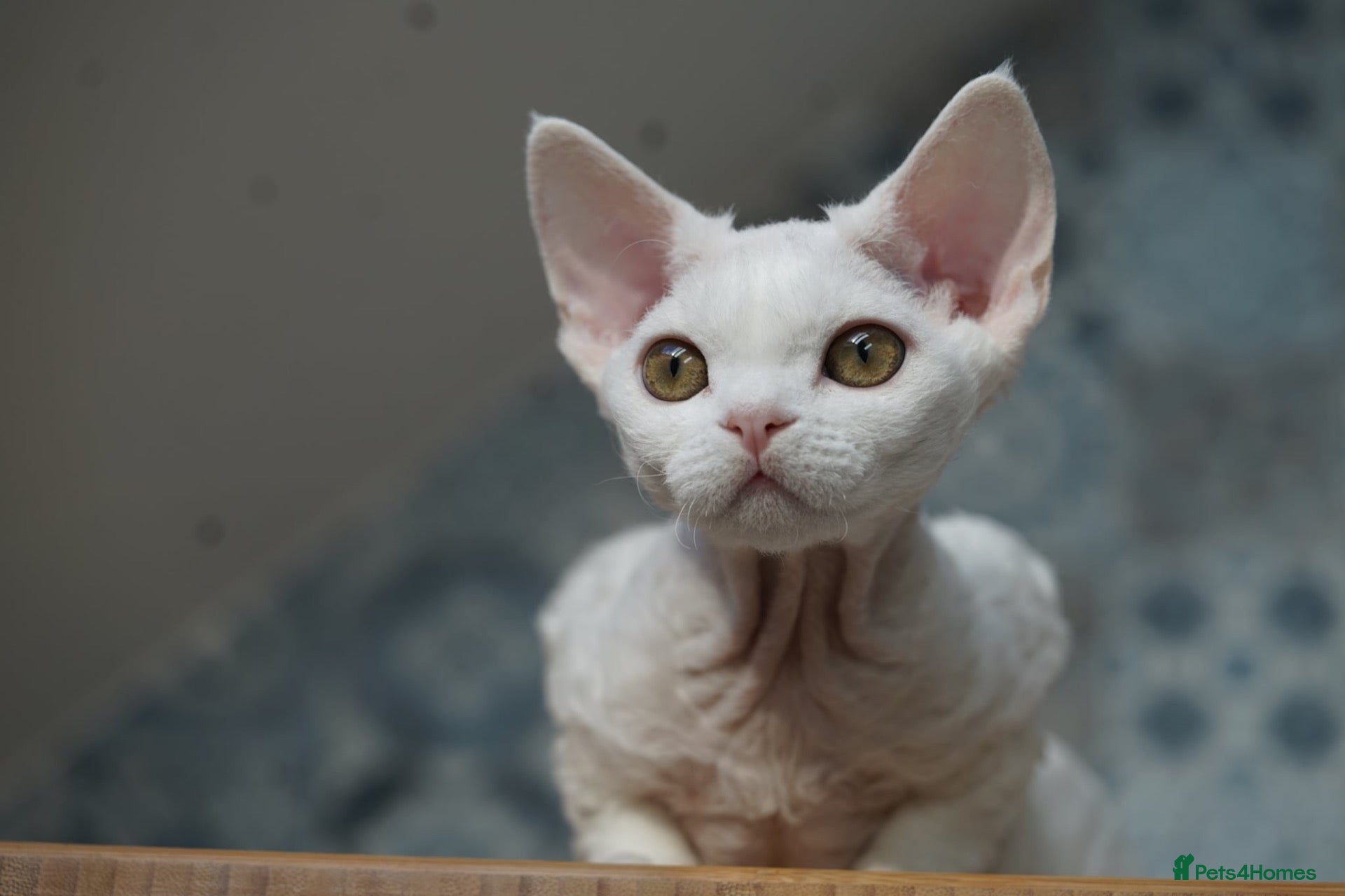 Devon Rex cats Ready Now 🤍White Female Kitten Available 🤍 - Advert 1