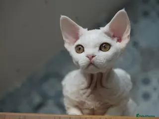 Devon Rex cats Ready Now 🤍White Female Kitten Available 🤍 - Advert 1