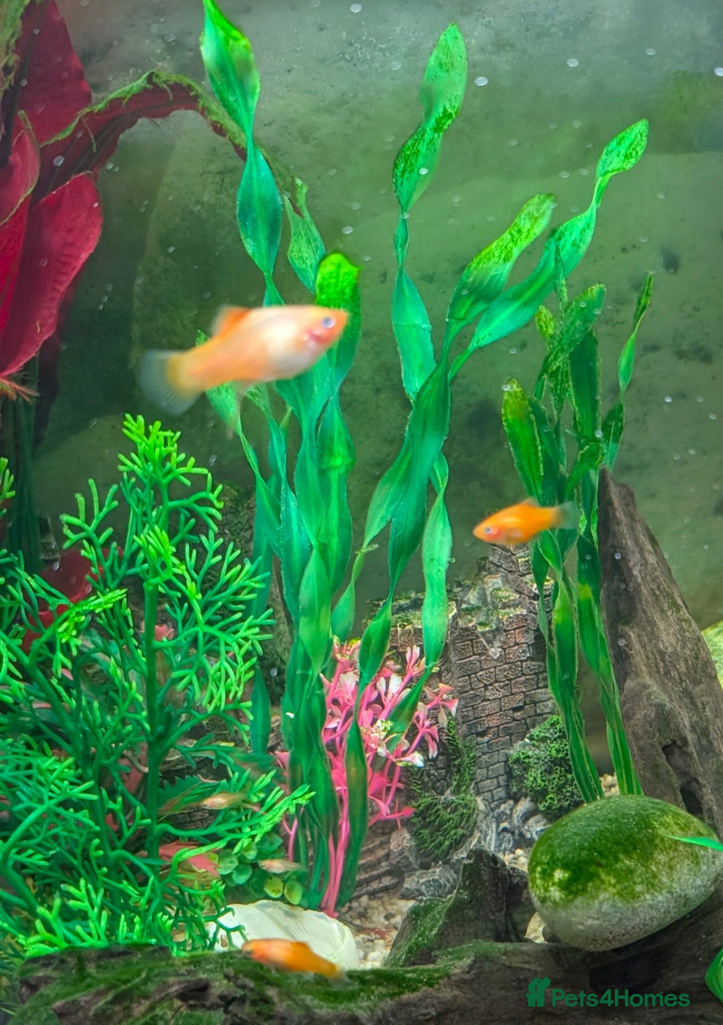 Live Bearers fish Guppy Guppies babies 2 - 6 weeks old - Advert 1