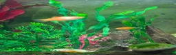 Live Bearers fish for sale: Guppy Guppies babies 2 - 6 weeks old in Callington - Advert 1