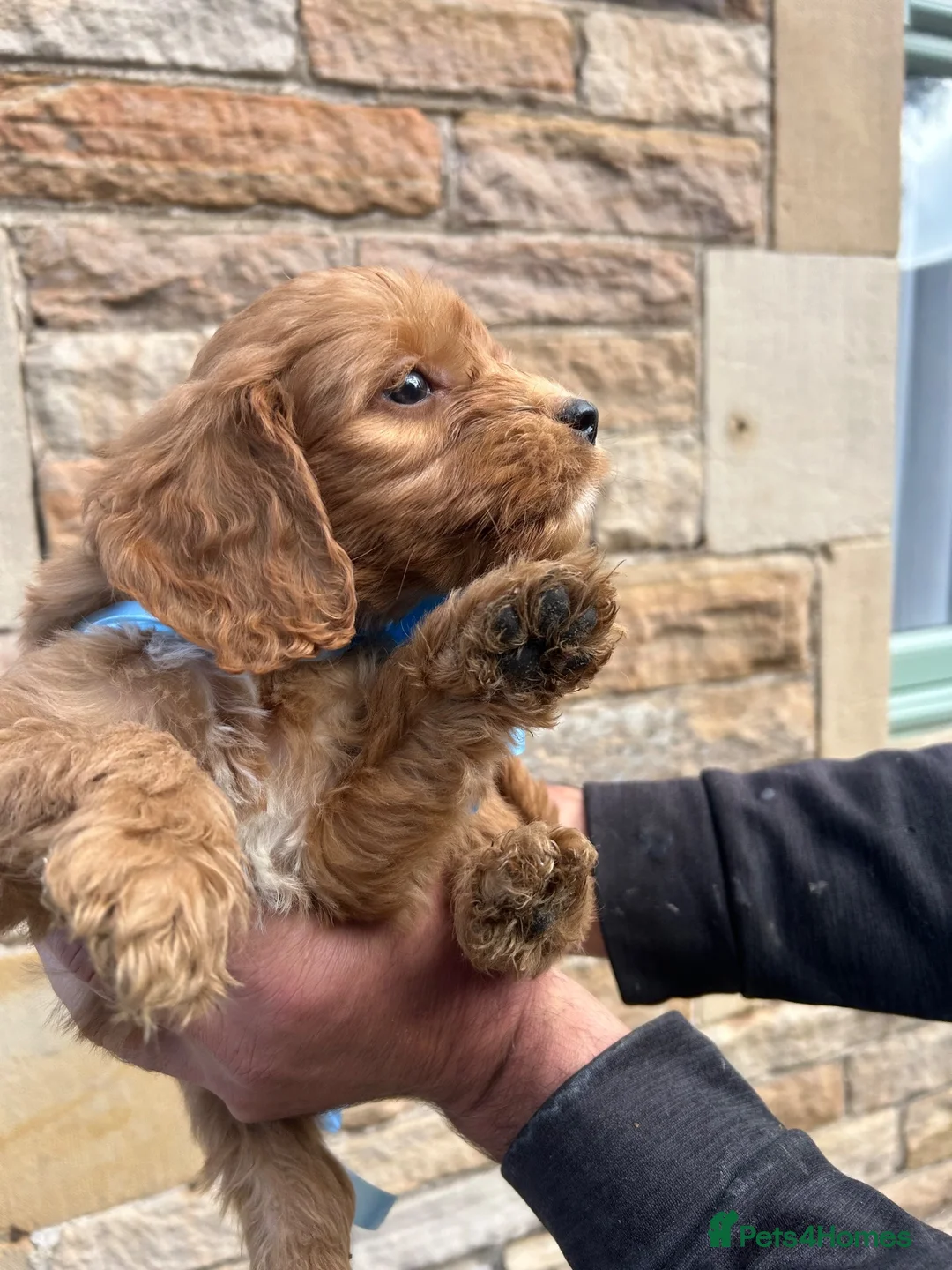 Cockapoo dogs for sale: Cockapoo puppy’s F1 beautiful puppies  - Advert 40